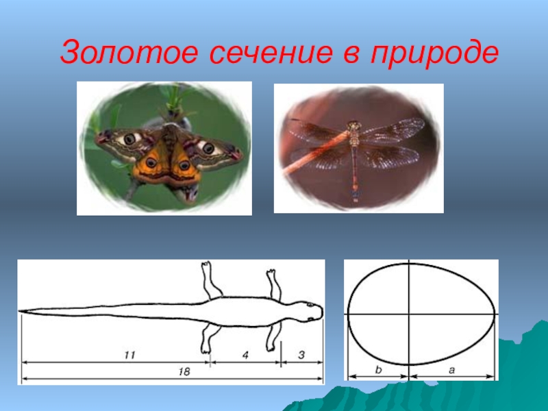 Золотое сечение и симметрия в природе проект