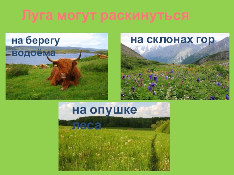 Презентация про луг