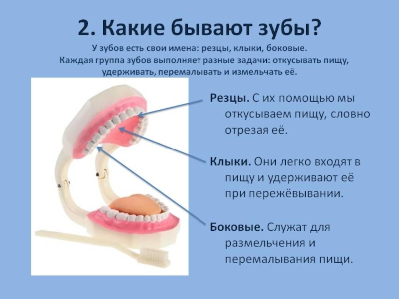 Зубы проект по биологии 8 класс