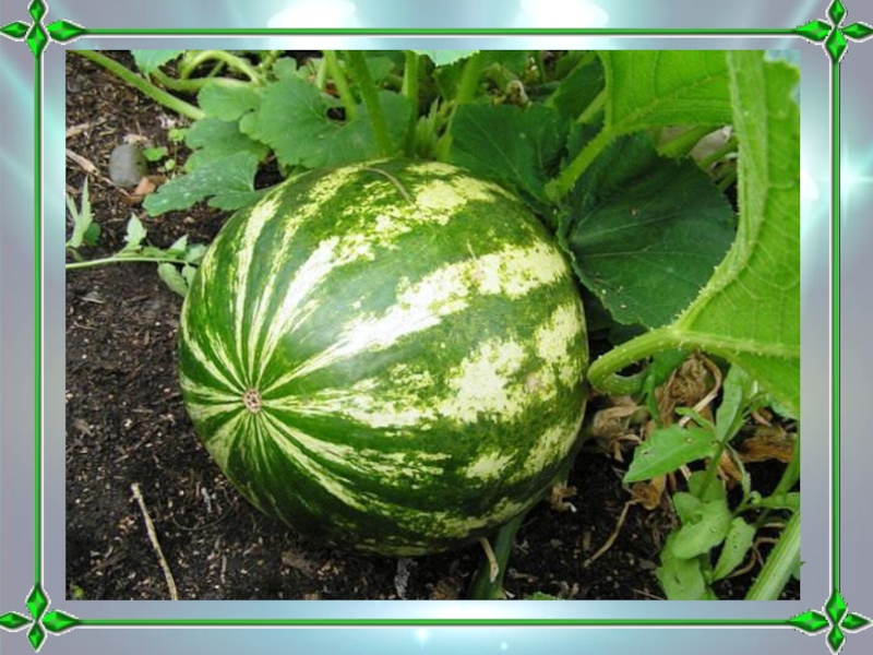 Интерактивная игра по биологии. Поле чудес Флора и фауна доклад, проект