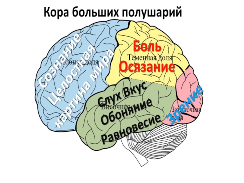 5 мозгов. Зоны коры больших полушарий делятся на:. Зоны коры левого полушария функции. Кора больших полушарий где. Функция новой коры больших полушарий.