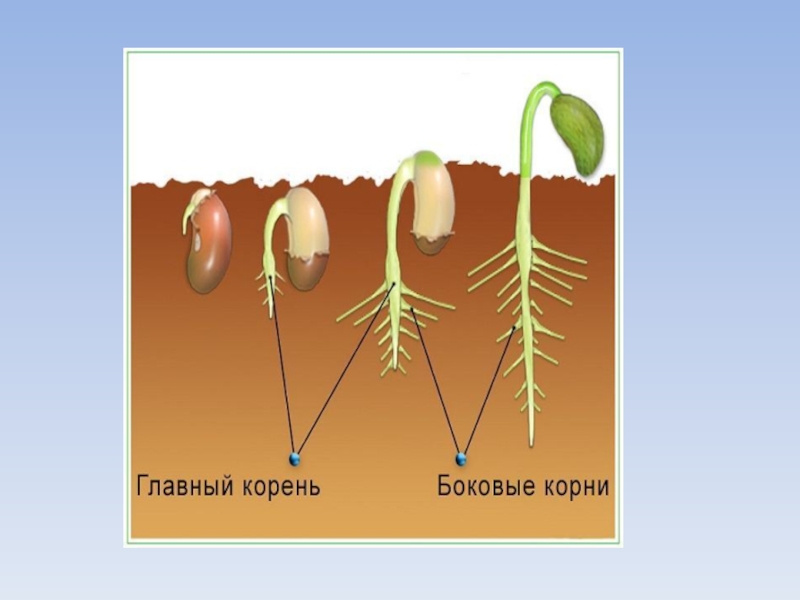 Главный корень у семени. Строение главного корня. Типы корневых систем. Строение корня фасоли.