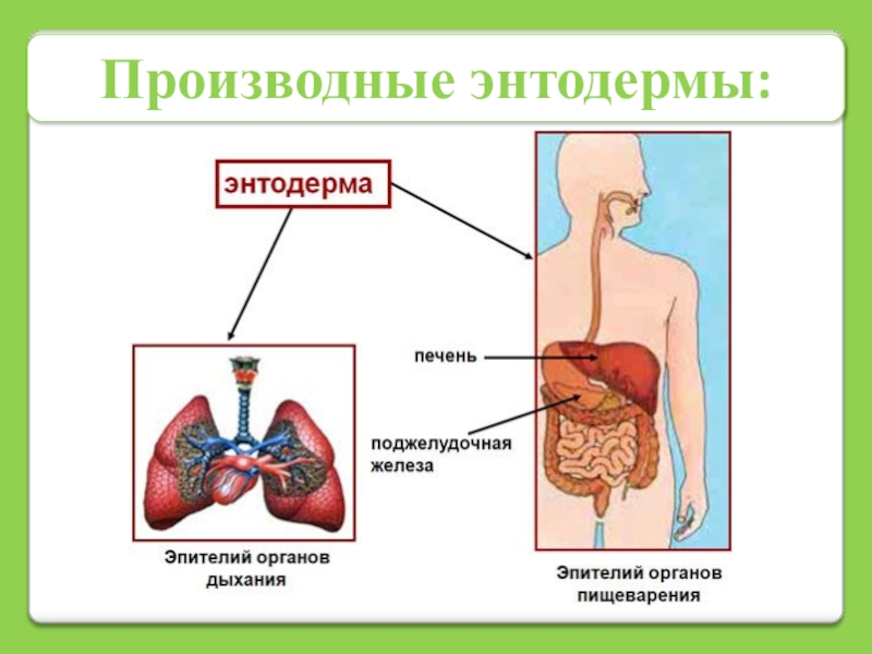 Энтодерма это в биологии