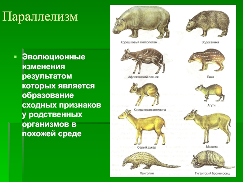 Чем определяются признаки у родственных групп. Параллелизм. Параллелизм у животных. Параллелизм в эволюции. Параллелизм примеры биология.
