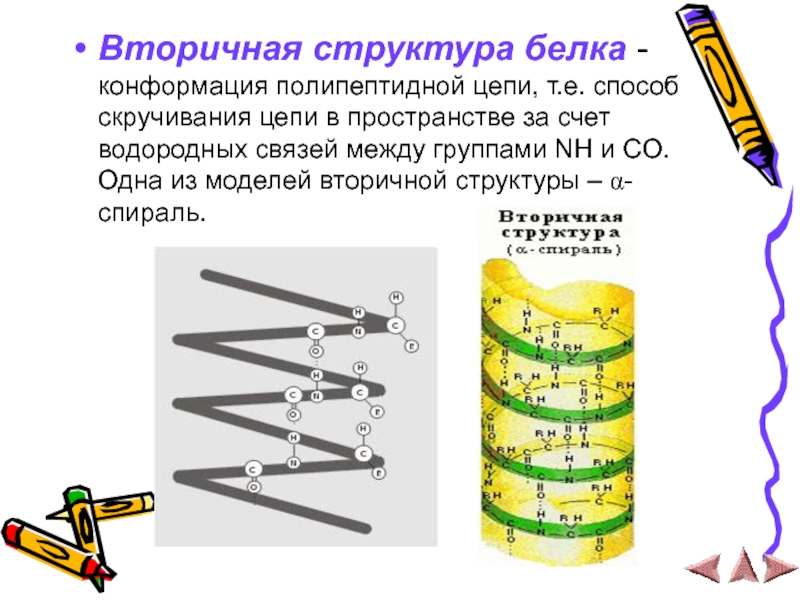 Вторичная структура белка - конформация полипептидной цепи, т.е. способ скручивания цепи в пространстве за счет водородных связей