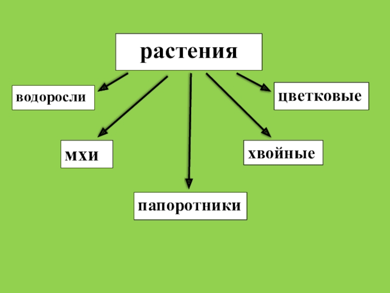 Разнообразие растений презентация 3 класс окружающий