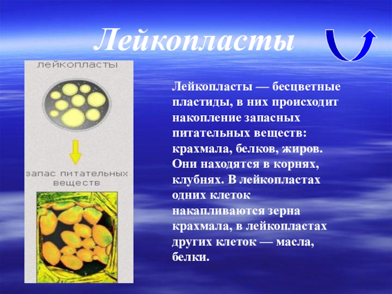 Пластид вещество. Накопление крахмала происходит. Крахмал в лейкопластах. Накопление крахмала происходит в пластидах. Накопление крахмала в клетке происходит в.