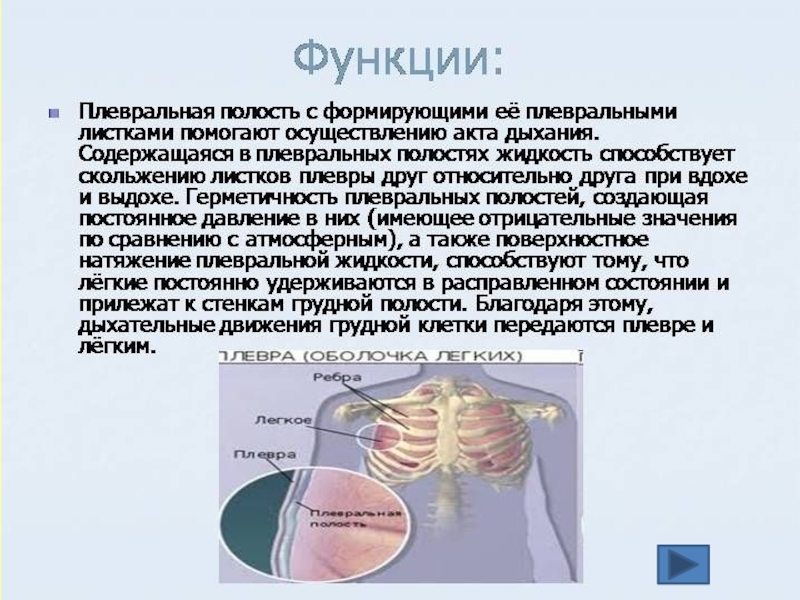 Дыхание 8 класс презентация. Плевральная полость строение и функции. Плевра и плевральная полость функции. Функции плевральной полости легкого. Функциональная характеристика плевральной полости.