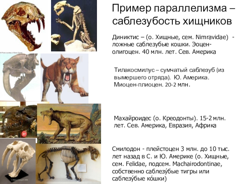 Эволюция млекопитающих презентация