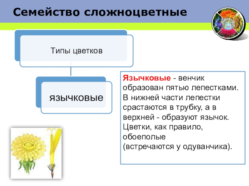 Семейство лепестки срослись. Обоеполые цветки семейства Сложноцветные. Язычковые цветки сложноцветных. Семейство Сложноцветные язычковые. Семейство Сложноцветные схема цветка.