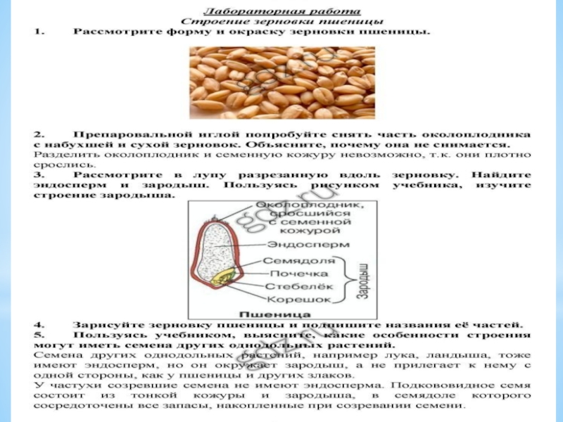 Лабораторная работа по биологии 7 класс. Строение пшеницы биология 7 класс. Строение пшеницы лабораторная работа 7. Лабораторная работа строение пшеницы 7 класс биология. Лабораторная работа строение пшеницы.