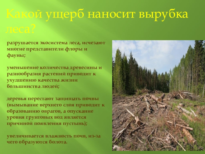 Лесная влияние на окружающую среду. Влияние животных на вырубку лесов. Экосистемы вырубка лесов. Вырубка лесных массивов приводит к. Влияние человека на почву вырубка лесов.