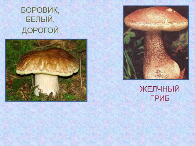 Боровик и белый гриб в чем разница фото