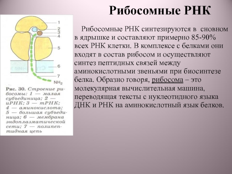 Синтез рибосом атф