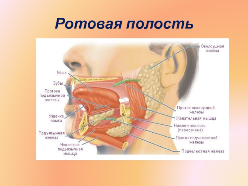 Подъязычная железа анатомия. Строение подъязычной железы анатомия. Малые подъязычные протоки анатомия. Ротовая полость входные ворота. Строение околоушной железы