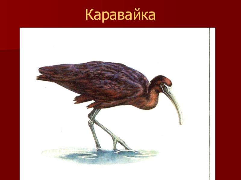 Красная книга калмыкии рисунок