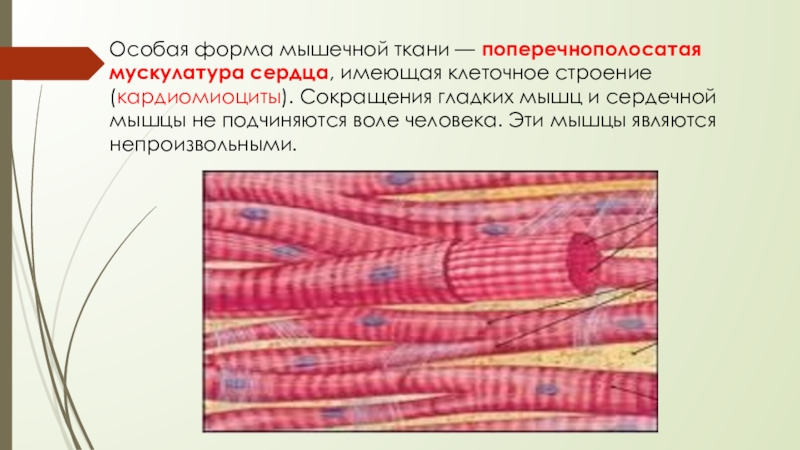 Строение поперечно полосатой мышечной ткани. Поперечнополосатая мышечная ткань строение. Строение поперечнополосатой мышечной ткани сердечной. Поперечнополосатая Скелетная мышечная ткань форма клеток. Поперечнополосатая сердечная мышечная ткань клетки.