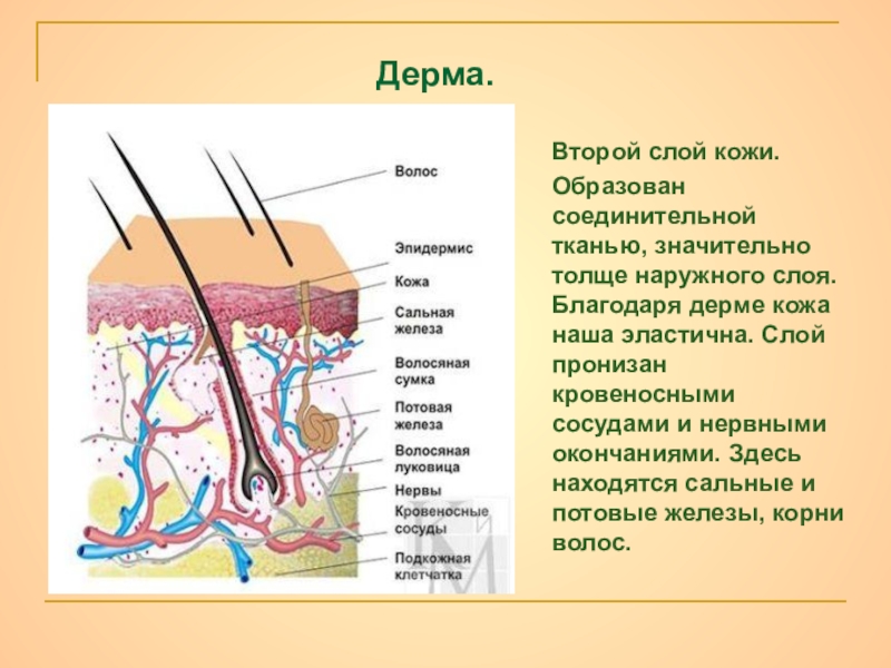 Дерма на рисунке