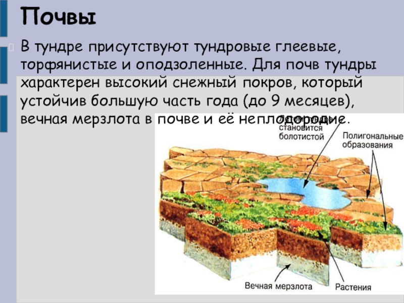 Для зоны тундр россии характерны. Тундрово-глеевые болотные почвы. Тундра почва тундрово-глеевые. Почвы тундры в России 8 класс. Тундровые глеевые оподзоленные.