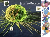 Презентация по биологии 7 класс Вирусы