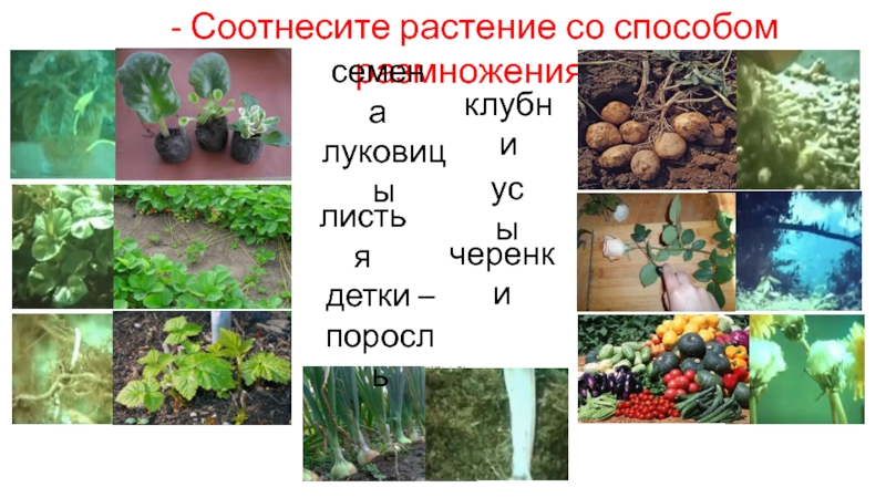 - Соотнесите растение со способом размножения:семенаклубнилуковицыусылистьячеренкидетки – поросль