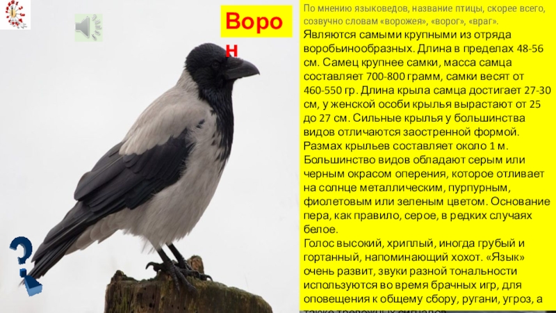 Пищуха птица описание. Белопоясный стриж. Птица без крыльев. Кто без крыльев летает иллюстрации. Без крыльев а быстрее птицы.