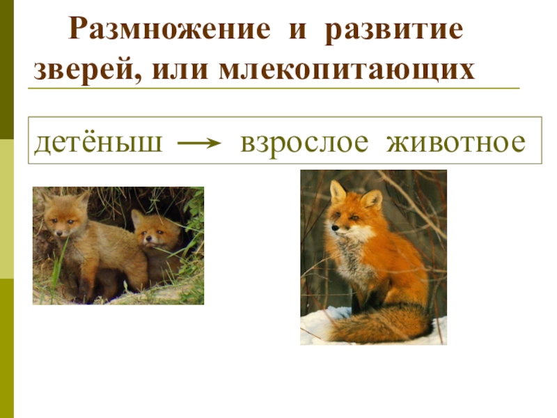 Презентация размножение и развитие млекопитающих 7 класс фгос пономарева