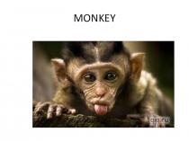 Funny animlas 3 класс