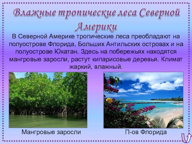 Преобладающей природной. Влажные тропические леса Северной Америки. Растения и животные переменно влажных лесов. Растительность в переменно влажных лесах. Растительность переменно влажных лесов Северной Америки.