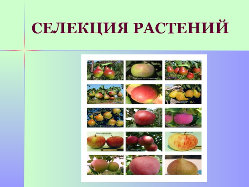 Селекция презентация. Основные достижения современной селекции культурных растений. Современная селекция растений. Достижения селекции растений и животных. Селекционные достижения растения.