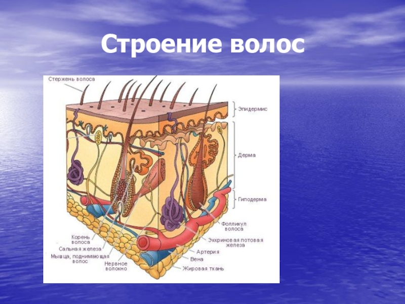 Волосы анатомия презентация