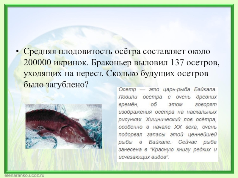 Большая плодовитость. Плодовитость рыб. Относительная плодовитость рыб это. Абсолютная и Относительная плодовитость осетровых. Плодовитость многих рыб очень высока так как.