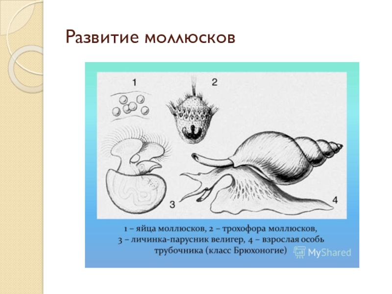 Биология 7 тест моллюски. Схема развития брюхоногого моллюска. Брюхоногие моллюски стадии развития. Цикл развития моллюсков схема. Брюхоногие моллюски жизненный цикл.