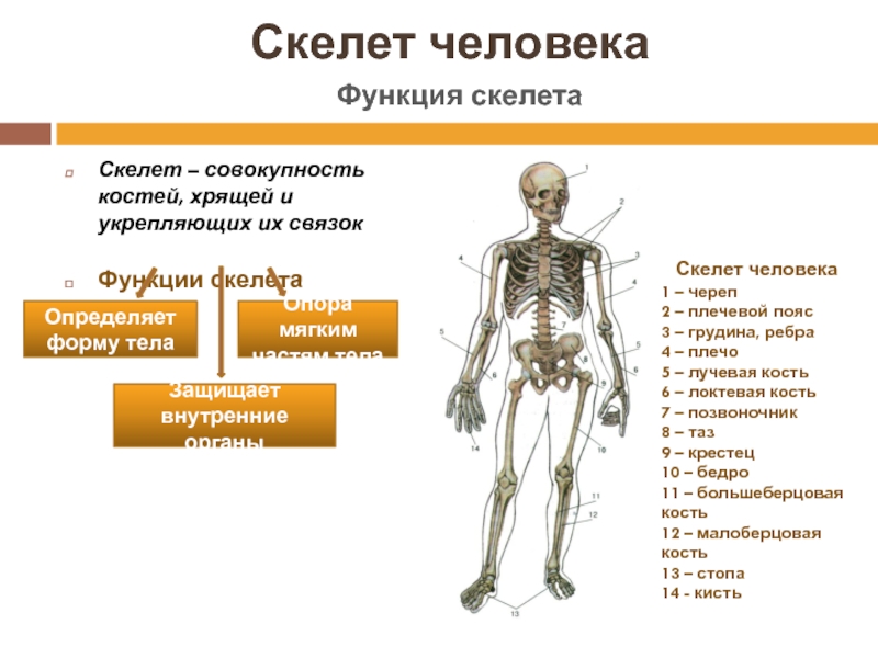 Скелет человека делится на