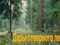 Презентация по ознакомлению с природой Дары северного леса