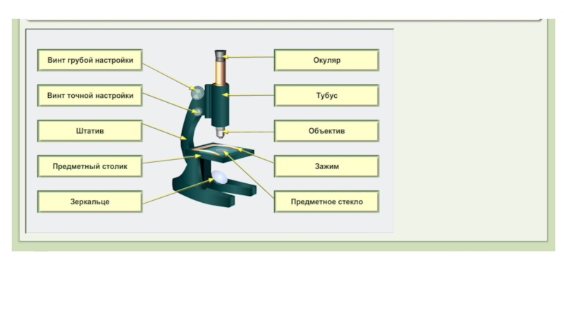 Микроскоп биология 5. Строение микроскопа 5 класс биология лабораторная. Строение и правила работы с микроскопом. Лабораторная работа строение микроскопа. Задания по микроскопу 5 класс биология.