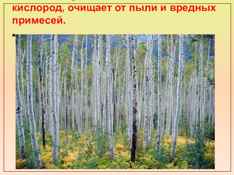 Оберегать лес. Лес очищает воздух. Лес очищает воздух от пыли. Как лес очищает воздух. Лес очищает воздух картинки.
