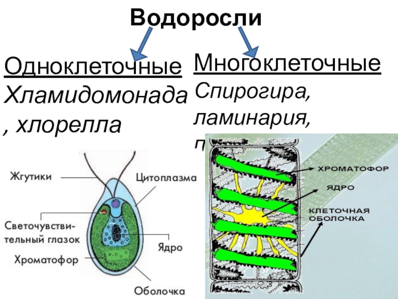 Проект водоросли 6 класс биология