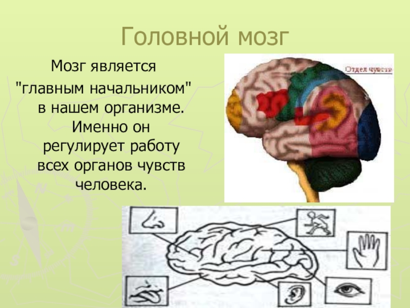 Проект про мозг