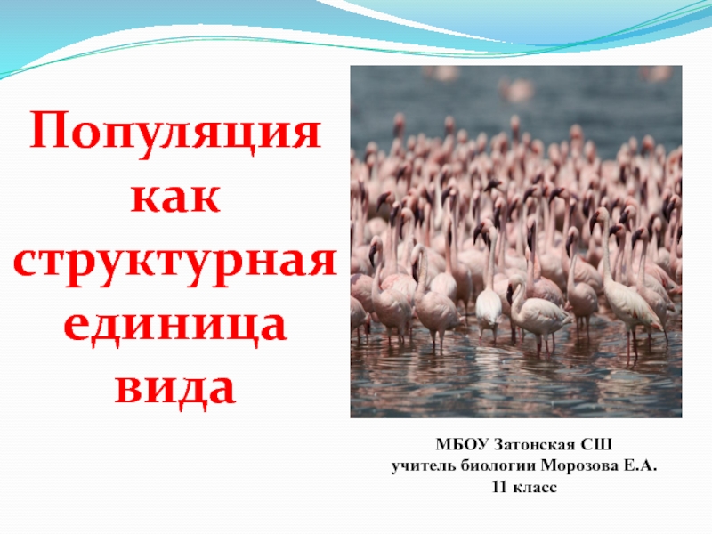 Презентация Презентация по биологии Популяция как структурная единица вида