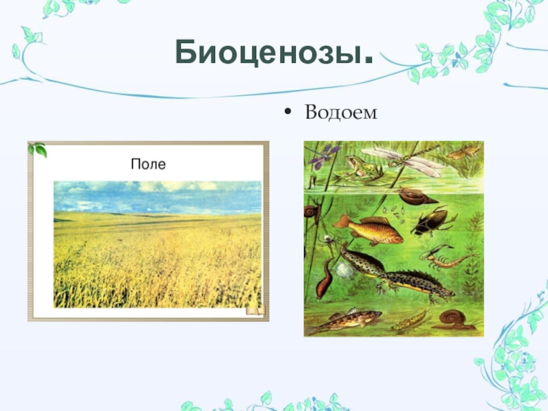 Естественный биоценоз виды. Биоценоз водоема. Биоценоз пруда. Искусственный биоценоз. Естественные и искусственные биоценозы.