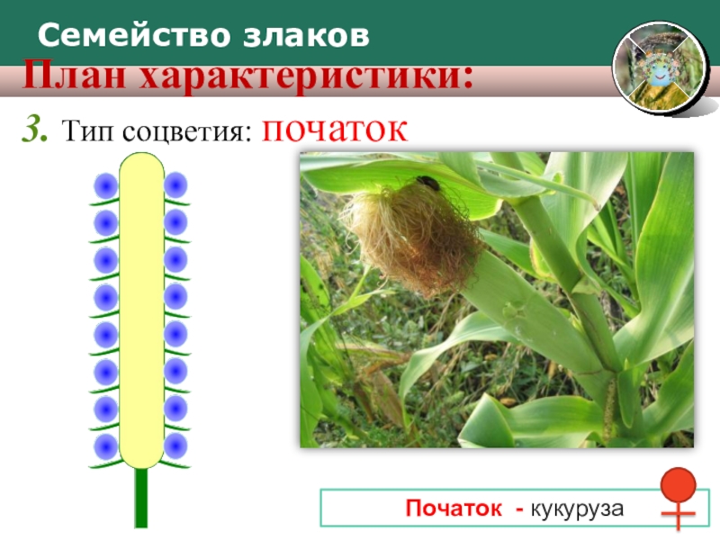 Презентация семейство злаковые биология 6 класс