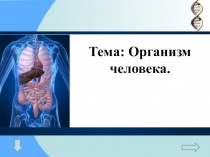 Презентация по окружающему миру (3 класс)