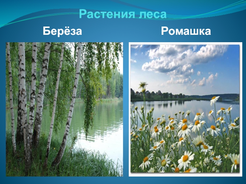 Окружающий мир 3 класс проект разнообразие природы родного края ростовская область