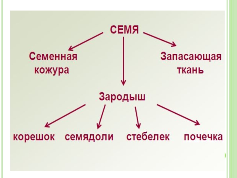 Презентация строение семян двудольных и однодольных семян