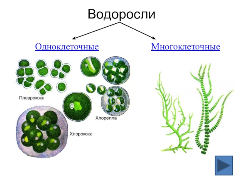 Одноклеточные низшие водоросли. Одноклеточные зеленые водоросли 5 класс биология. Схема одноклеточные и многоклеточные водоросли. Строение многоклеточных водорослей. Водоросли одноклеточные и многоклеточные 5 класс.