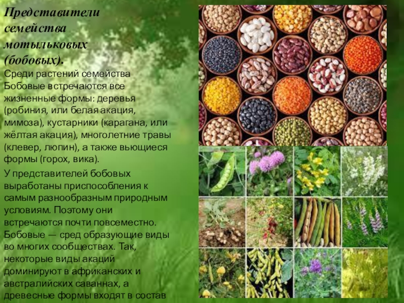 Бобовые культуры список растений фото и названия
