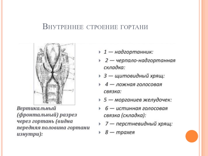 Особенности строения гортани. Строение гортани половые различия.