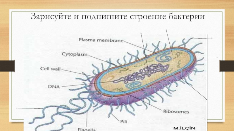 Рисунок бактерии 5 класс