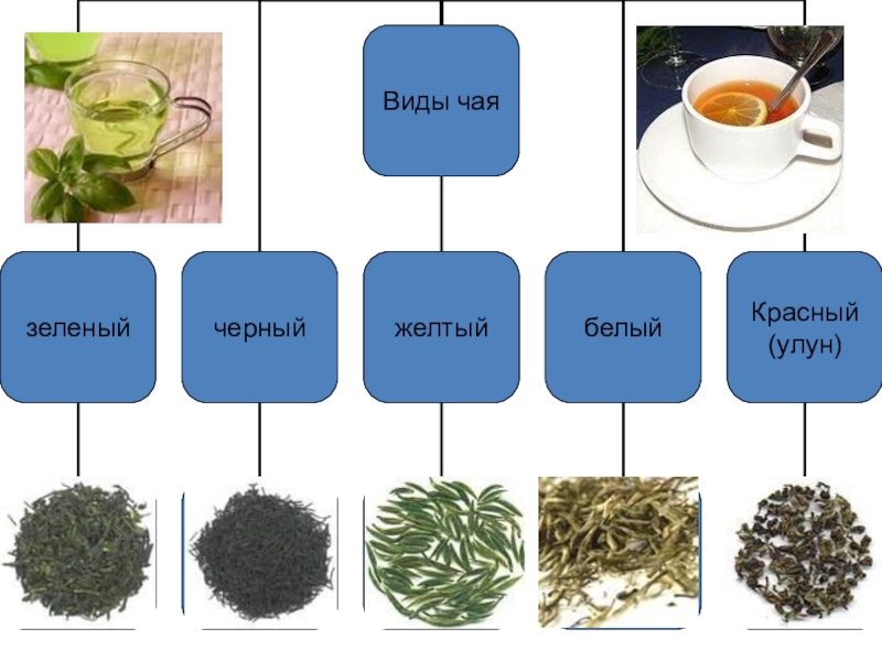 Самый распространенный вид чая. Виды чая. Чай виды названия. Виды чая красный зеленый. 6 Видов чая.